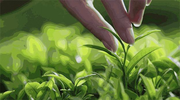 伊丽莎白雅顿身体乳绿茶500ml,伊丽莎白雅顿绿茶身体乳和润体霜