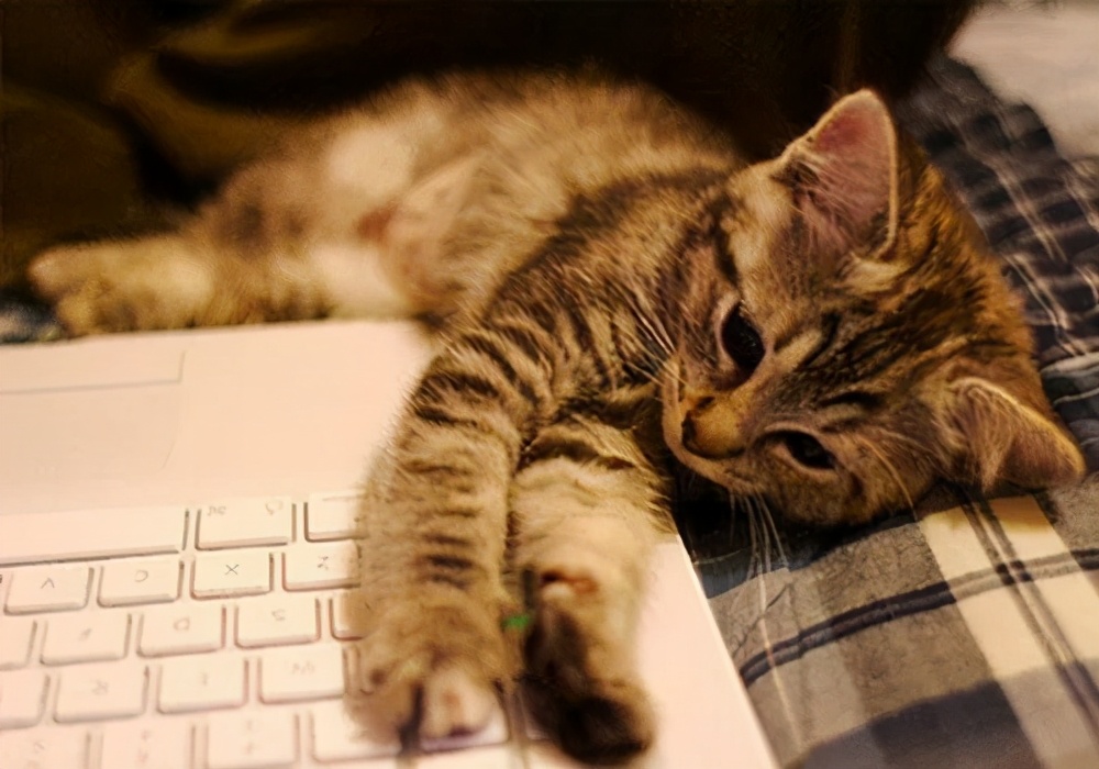 养猫的经历和收获,养猫的收获有哪些