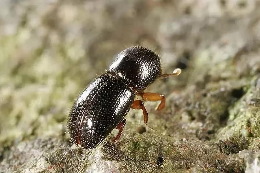 柑橘12月有什么病害虫害,柑橘全年病害虫害最新防治方法