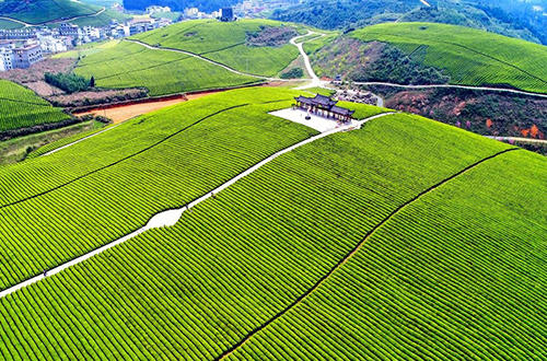 贵州名茶都匀毛尖茶加工技术,都匀毛尖是中国十大名茶英文翻译