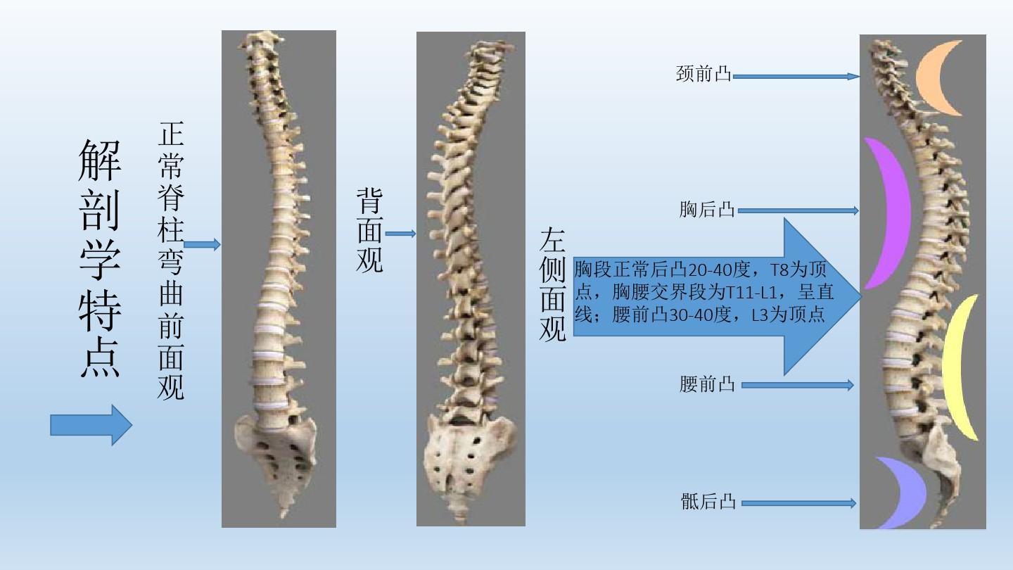 最常见的先天性脊柱侧凸的病因,先天性脊柱凸起怎么治疗