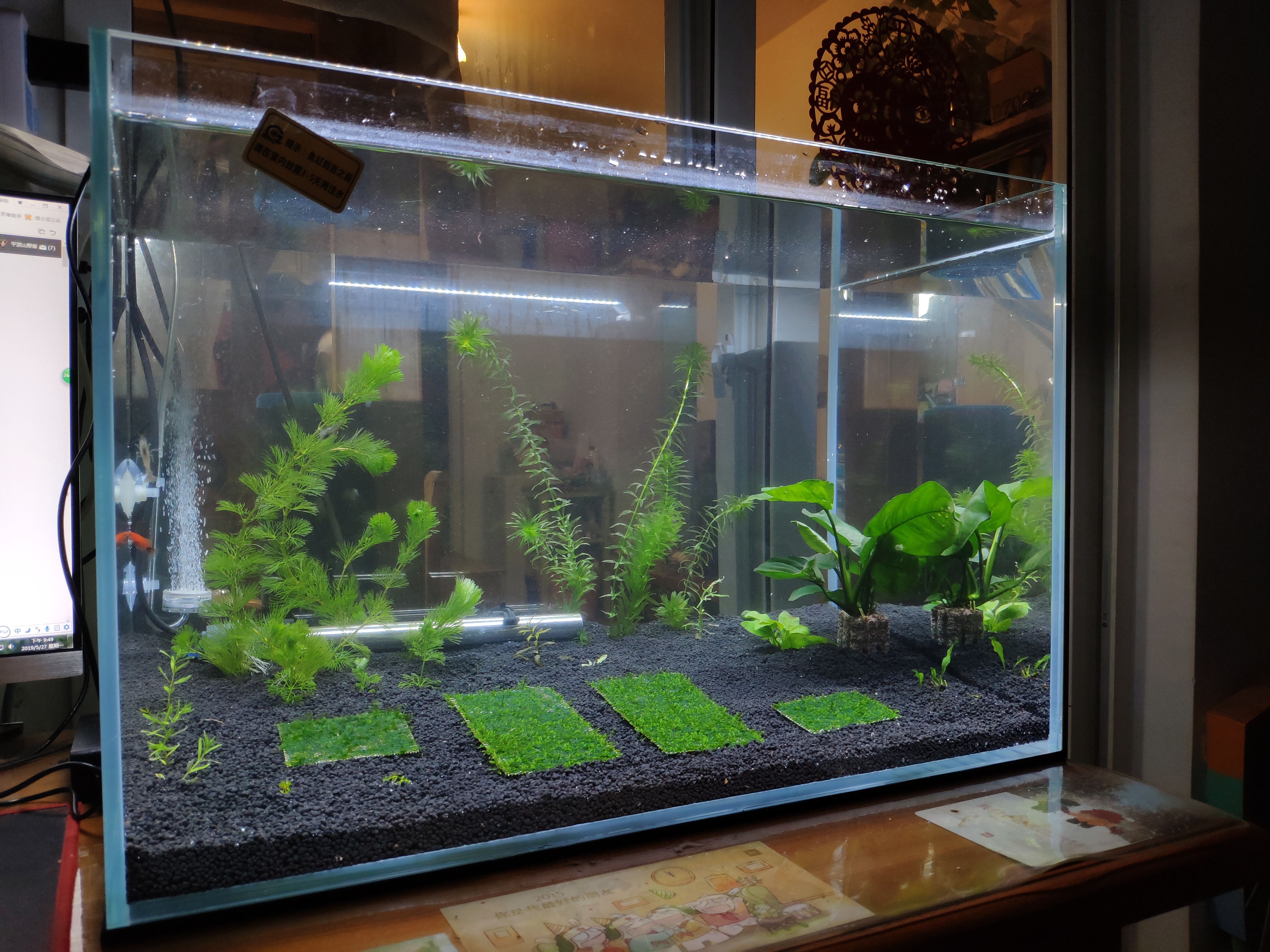 鱼缸养什么比较好看,鱼缸哪种最实用好养