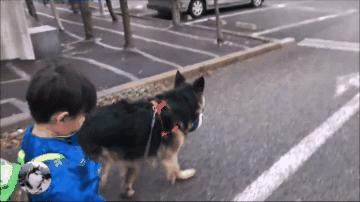 一只陪伴主人12年的德牧,德牧这种狗长大后有多可怕