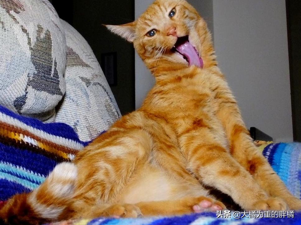 猫咪特别抵触喂东西,猫咪为什么会抵触猫窝