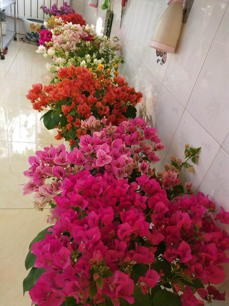 扦插花的快速生根法,哪些花卉可以用扦插的方法插活