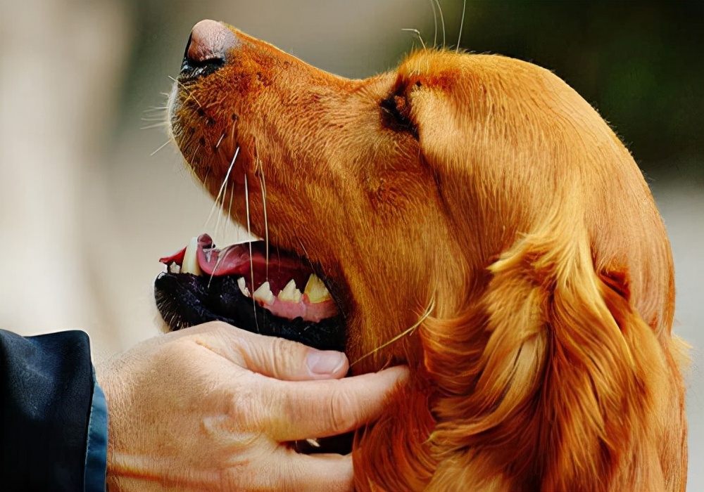 狗狗肠胃不好导致口臭怎么办,养狗狗的5大隐性危害