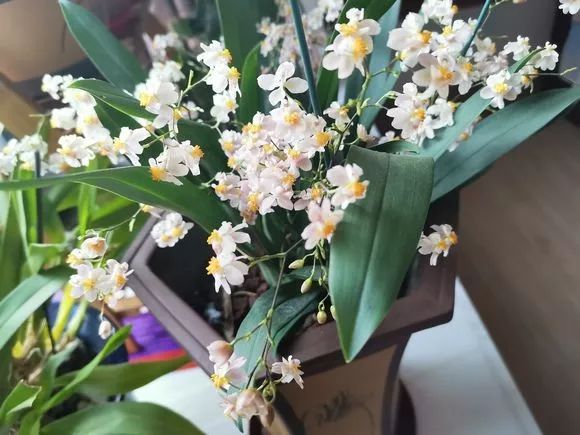 哪种兰花最好养四季开花又很香,春节养什么兰花最香好看