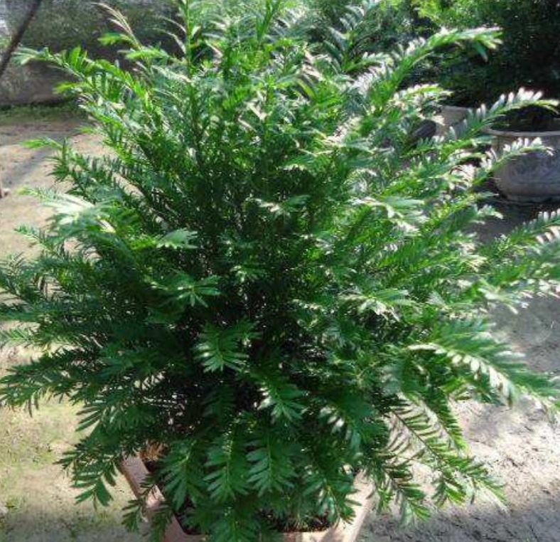 家里红豆杉一般栽几棵,红豆杉的室内种植方法