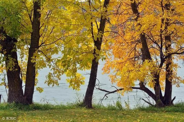 铝材家具好还是木材家具好,做家具什么木材最好最环保