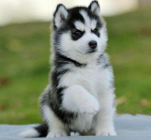 狗狗犯错误了打它它会害怕吗,狗狗犯错误了打它它咬我