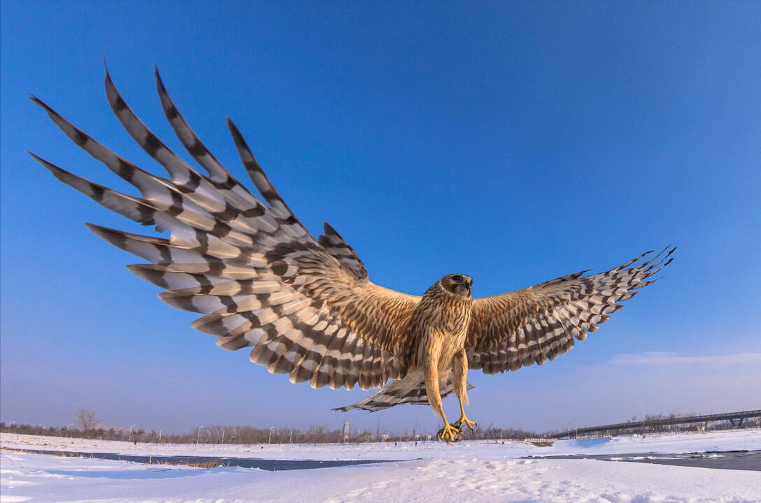 东江揽胜:收集常见鸟类图谱之猛禽篇,摄鸟人自留地,建议收藏