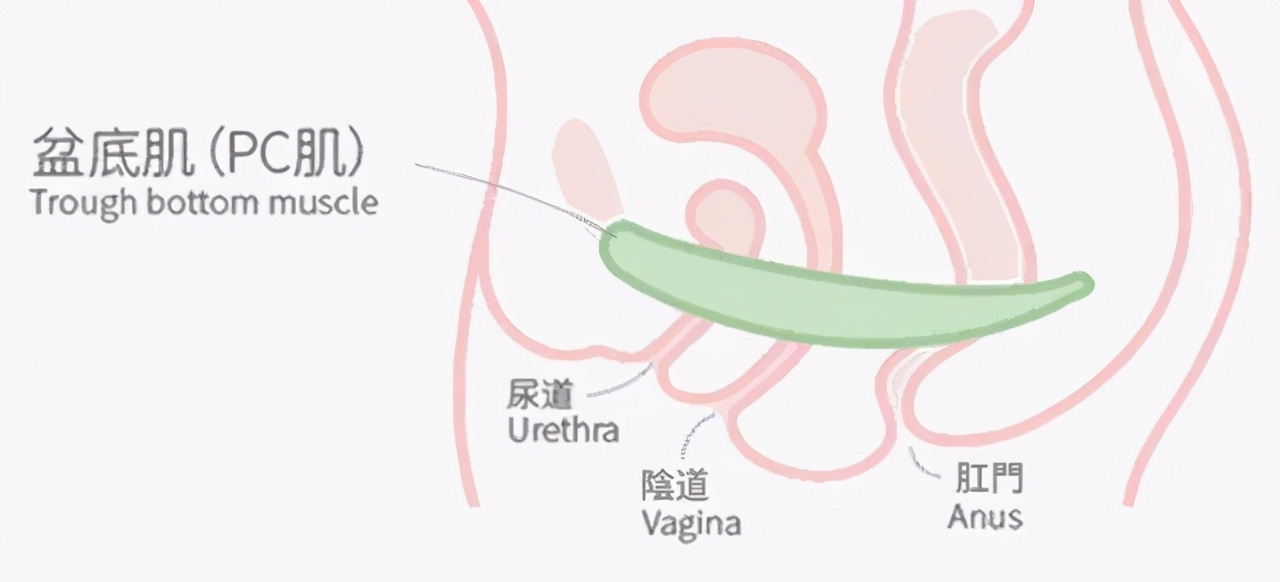 “女性的第二张脸——盆底肌”、告别尴尬,有妇产科医生帮你忙