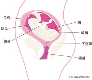 17周孕期需要注意什么,孕17周到20周孕妈需要注意哪些
