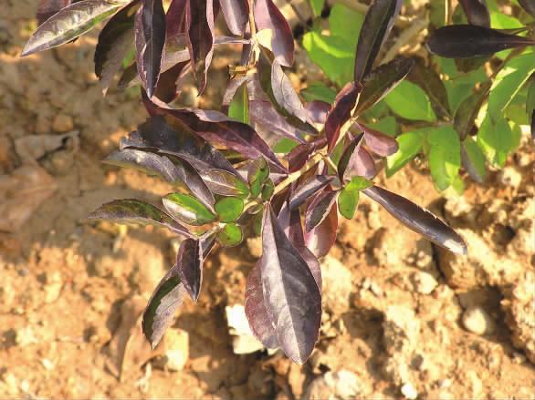 花卉受了冻害怎么挽救,庭院花卉病虫害如何防治