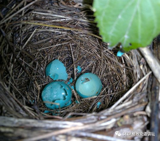 科学家如何观察植物,鸟类的研究方法