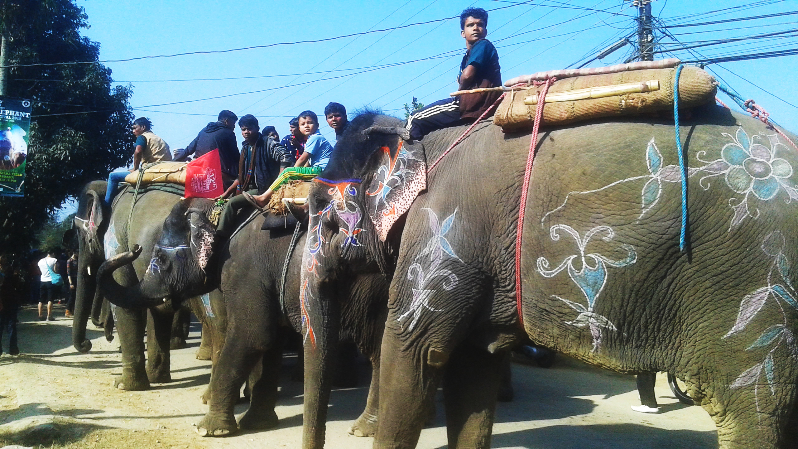 世界杯大象足球,大象足球比赛