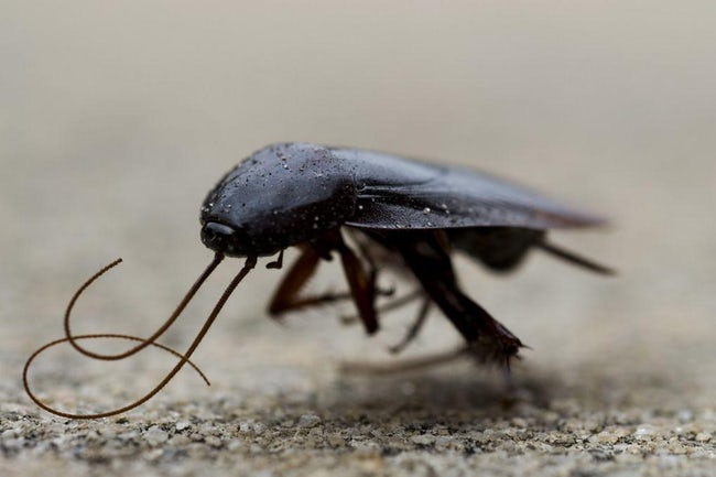蟑螂的十大真相,最可怕的蟑螂是什么蟑螂