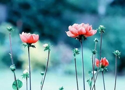 孕产期保健指南,孕期避坑手册