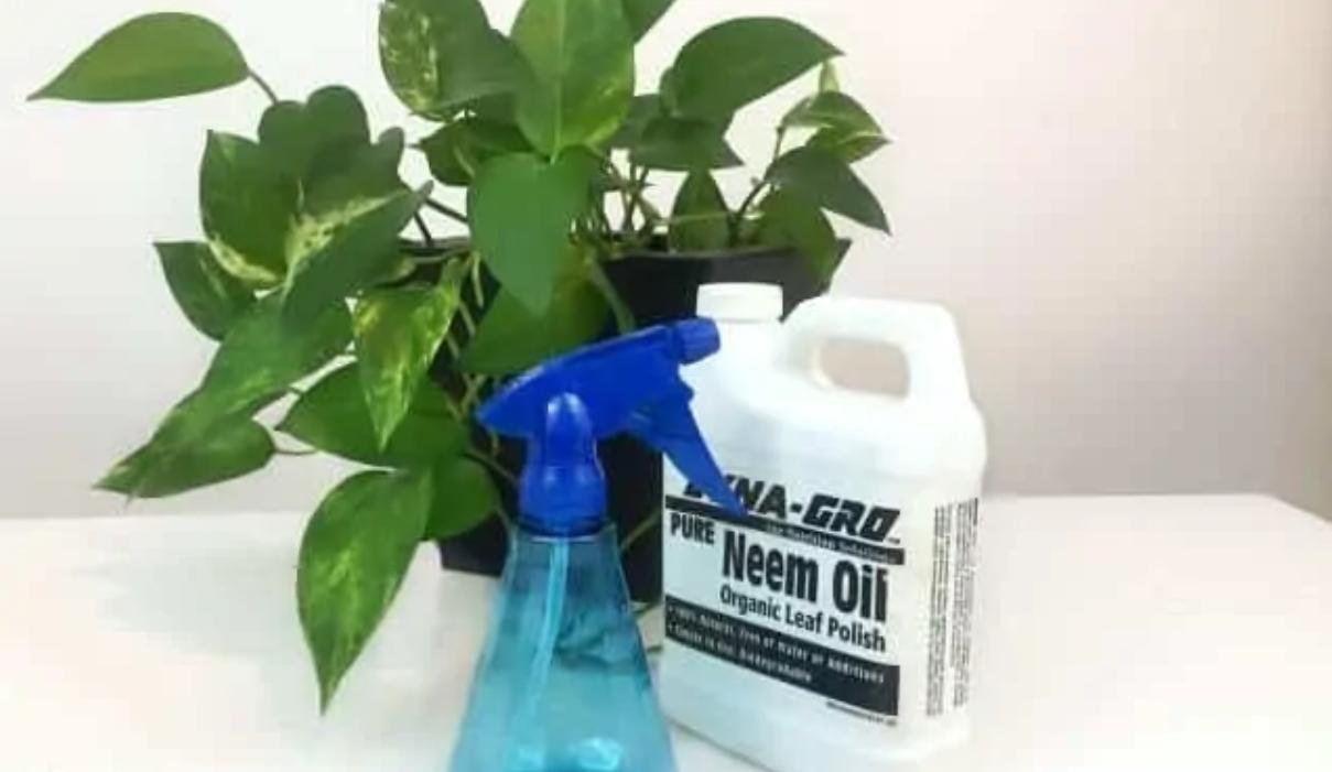 室内植物病虫害的防治方法有哪些,植物防治害虫最好的药