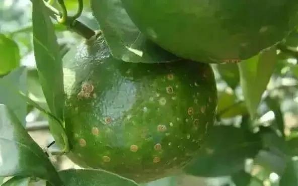 柑橘病虫害最新防治技术,柑橘病虫害详解视频教程