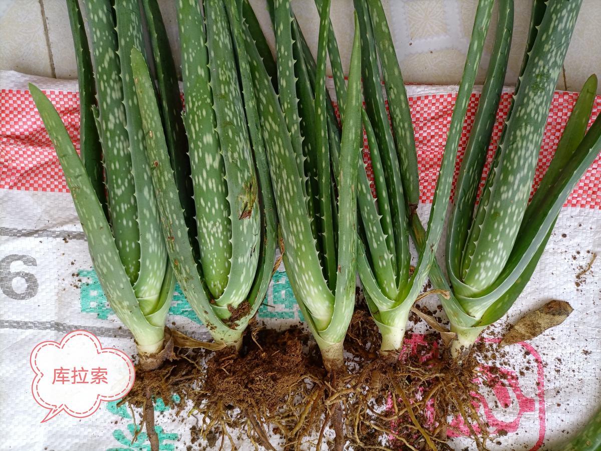 盆栽芦荟在室内夏季高温怎么浇水,芦荟冬季怎么浇水才能让它长大呢