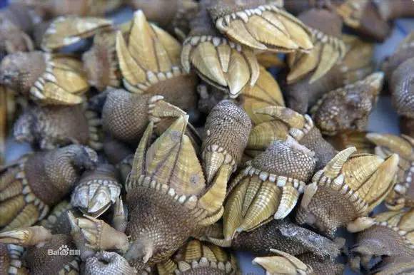 中国海鲜河鲜,市场河鲜海鲜种类大全