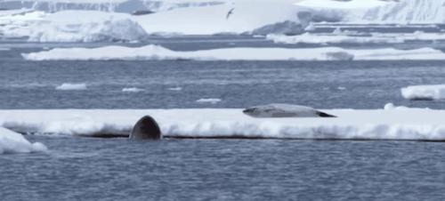 南极的神奇动物企鹅,南极生物图鉴