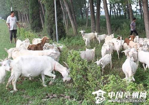 怎样养羊赚钱养羊技术大全,正确养羊方法和注意事项