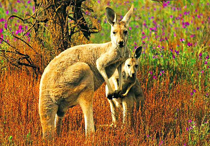 怀胎三年故事,怀胎四年的故事