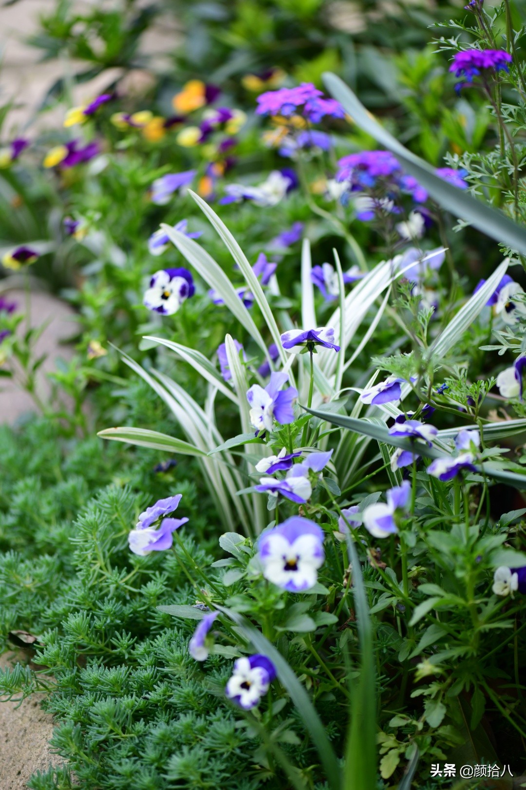 花园里的银边麦冬太好看，竟然被偷了|园丁
