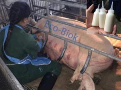 初生仔猪喘不吃奶是什么症状,初生仔猪不吃奶怎么办