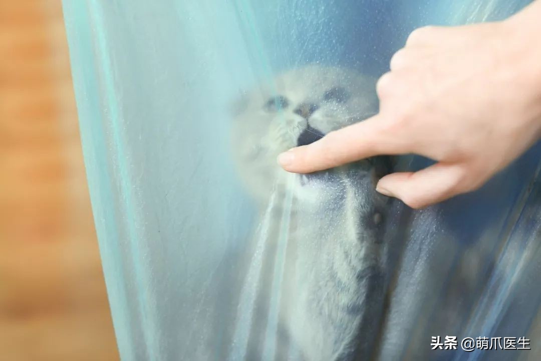 猫咪喜欢在塑料袋尿尿,猫咪吃塑料袋什么原因