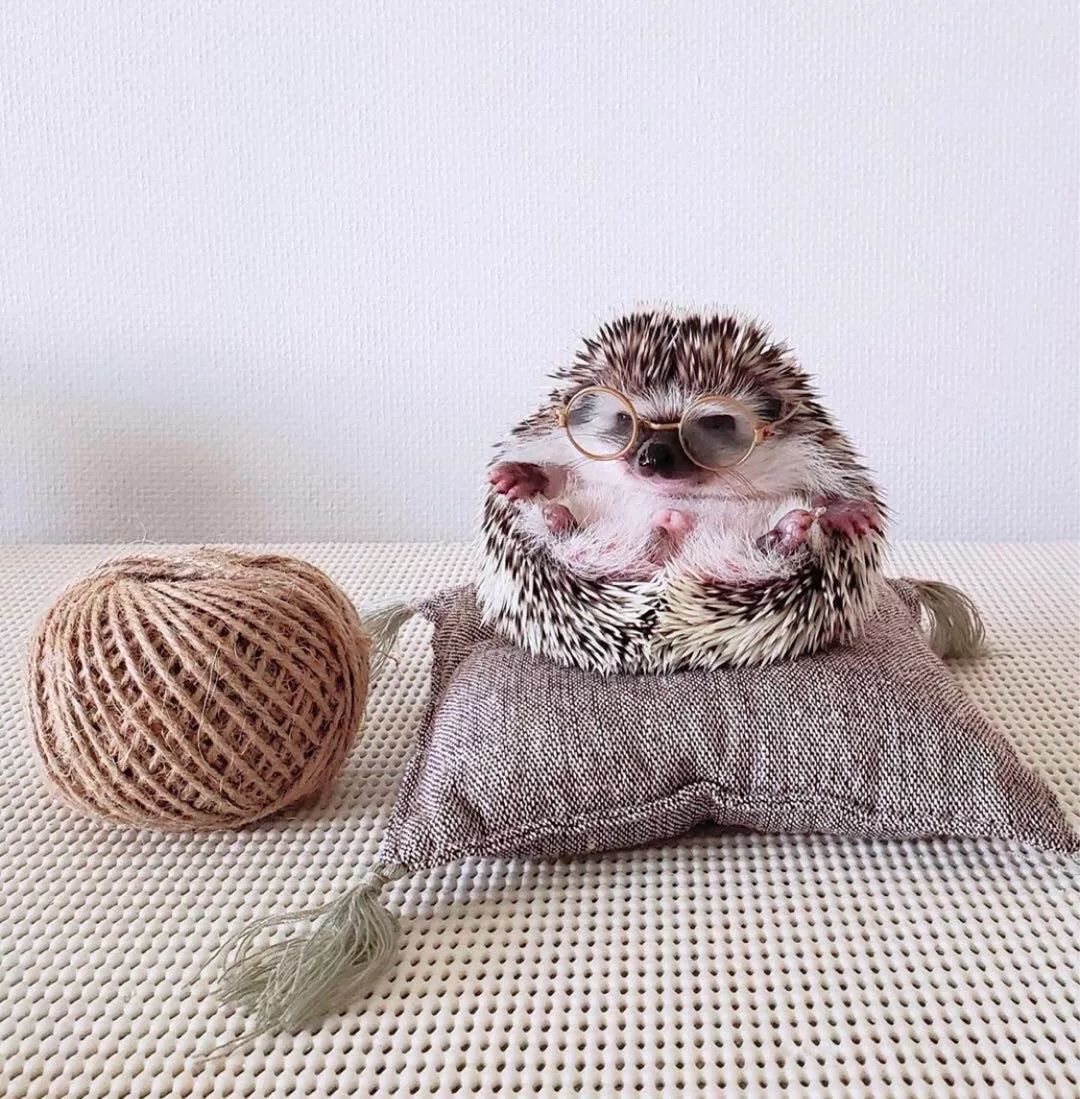 养一只戏精宠物是什么体验,养了一只小狐狸是什么体验