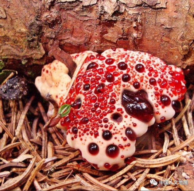 摄影彩色蘑菇,摄影师拍摄迷你蘑菇