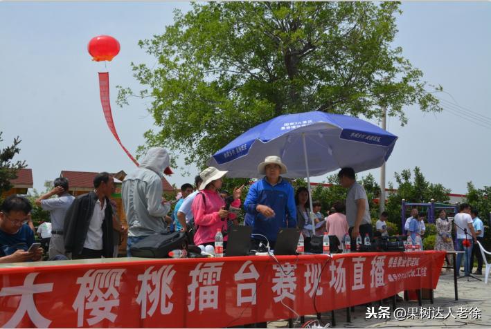 樱桃好吃树难栽下一句谚语是什么,樱桃好吃树难栽后一句是啥