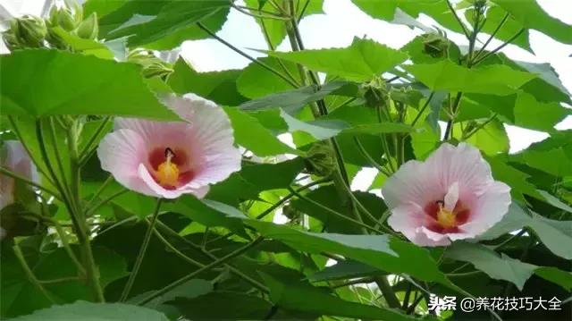 常见小区绿化100种植物图片,常见的水生植物有哪些种