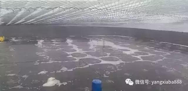 鱼虾混养的技术要点,鱼虾混养优缺点