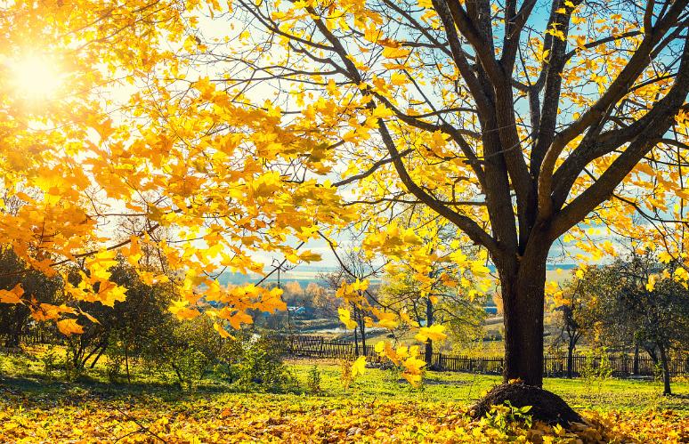 心理测试选一朵花测你的性格,心理测试测你近期会有什么机遇