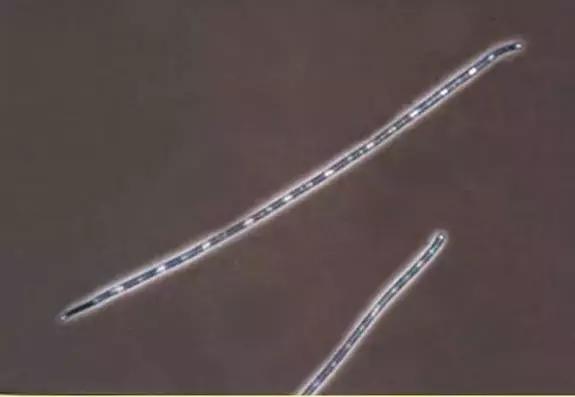 鱼类水产养殖需要哪些藻类,水产养殖显微镜下各种藻类