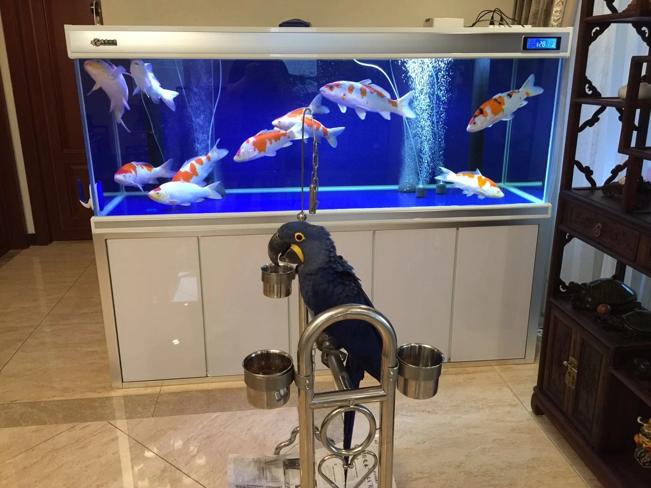 养鱼张哥最新视频,鱼缸怎么养锦鲤鱼最好