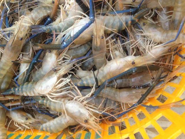 5只就有一斤重，每斤80元回头客多，会是下一个养殖风口吗？