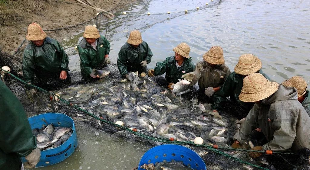 冬季冰下捕鱼的最佳方法,冬季撒网捕鱼时间和方法