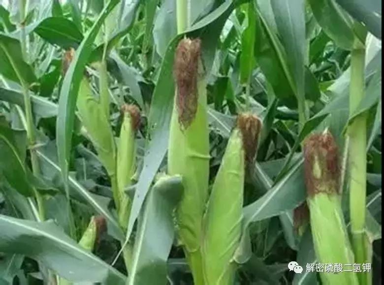 磷酸二氢钾在作物成熟期使用配方 (磷酸二氢钾适合哪些农作物怎么用)