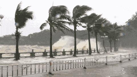 鲍鱼养殖致富经,人工养殖大鲍鱼