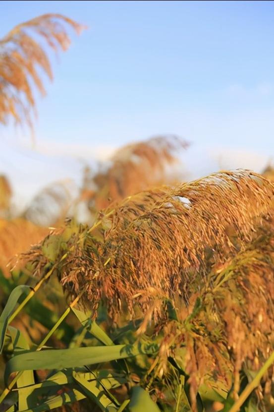 辽宁省盘锦市有哪几个区,辽宁省盘锦市所辖区有哪些