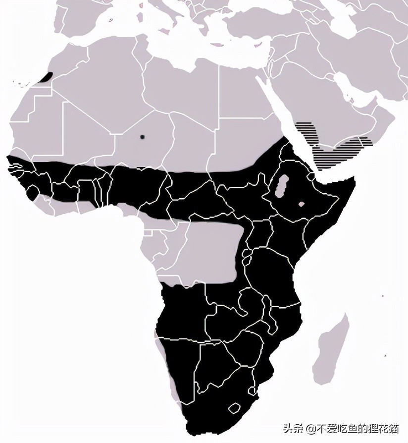 要不是因为强大的繁殖和适应能力,也许它会被天敌吃成濒危动物
