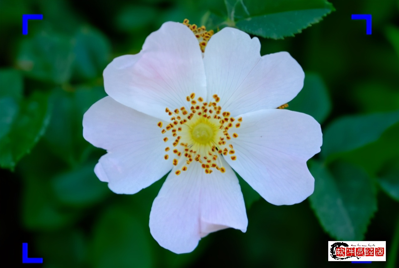 四种屏幕,四种视频同屏轮播