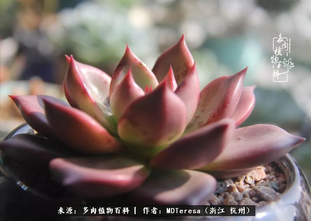 养好能养好的才是王道！期待多肉们的华丽转身