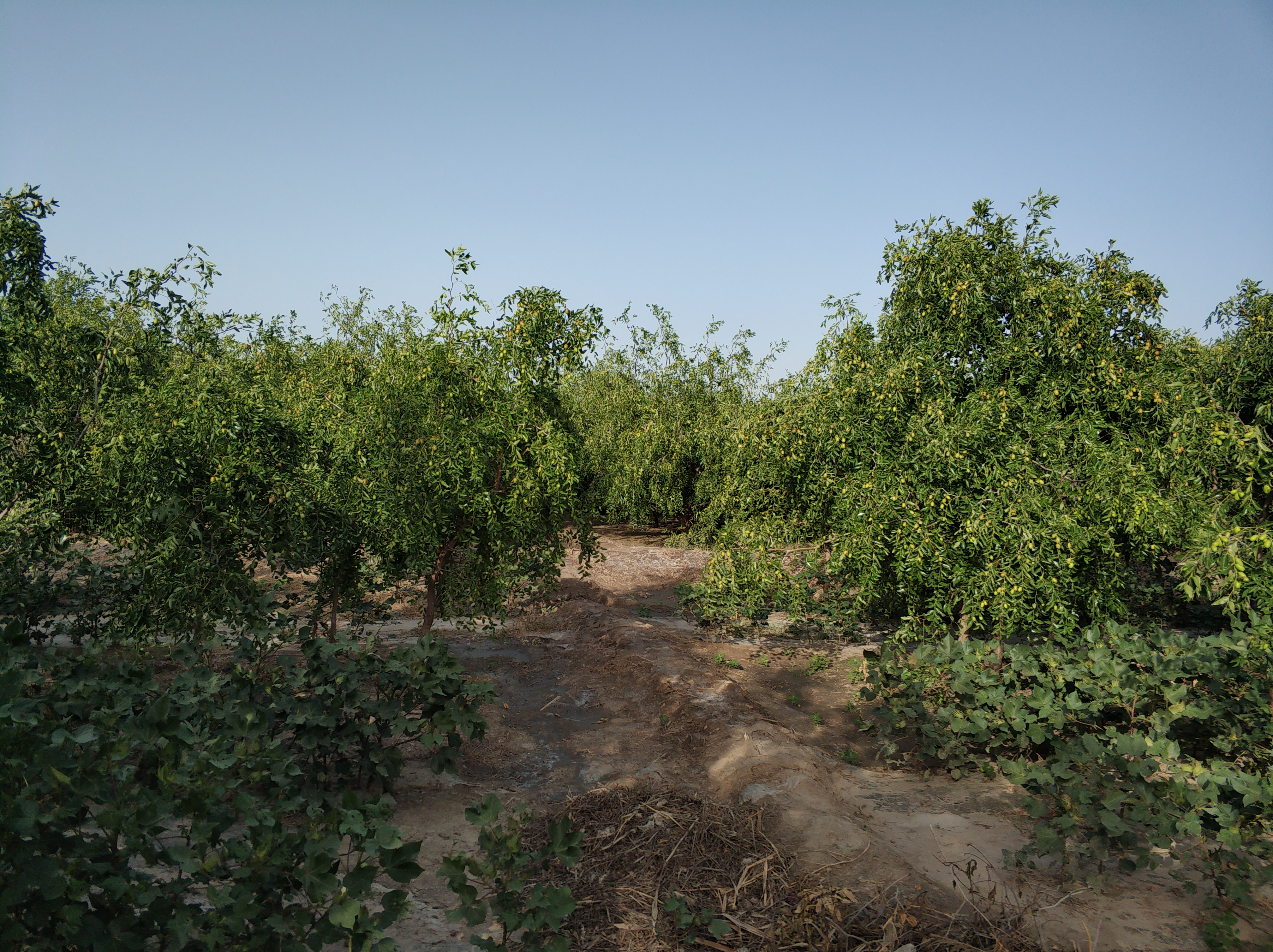 红枣树只开花不结果,红枣树开花不结果要打什么药