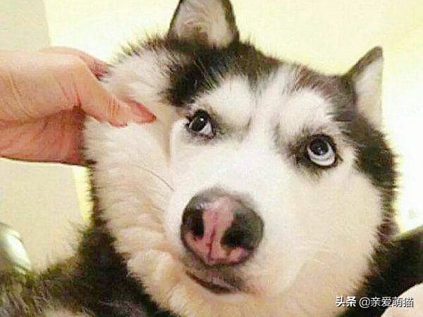 主人测试晕倒后哈士奇的反应,主人假装晕倒测试狗狗哈士奇